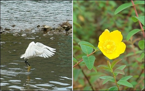 동천의 백미-꽃은 망종화인데 새는 고니? 